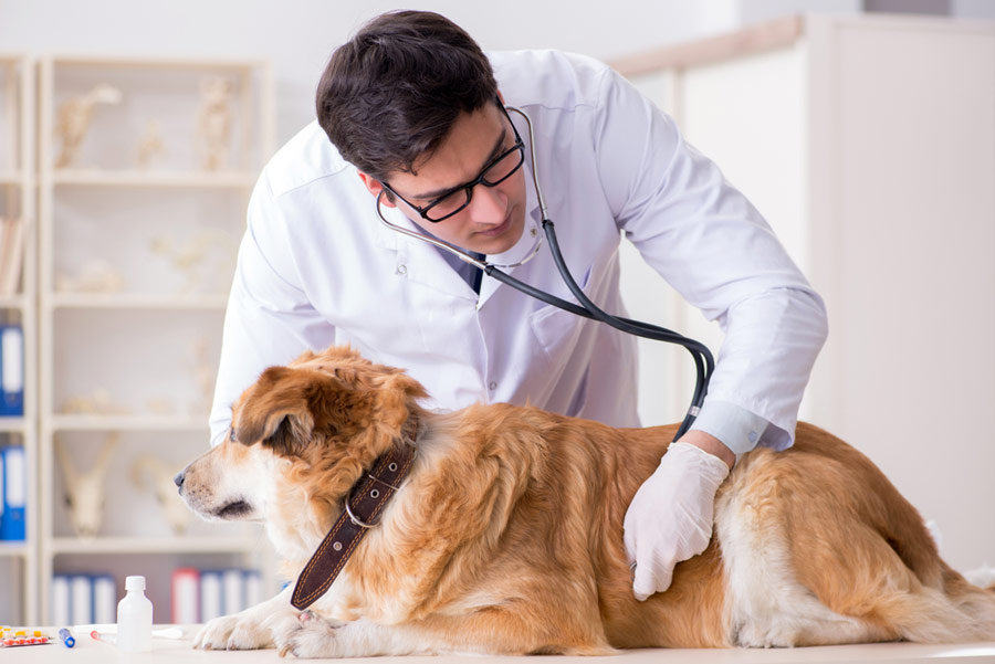 Health Conditions That Pets Can Suffer From
